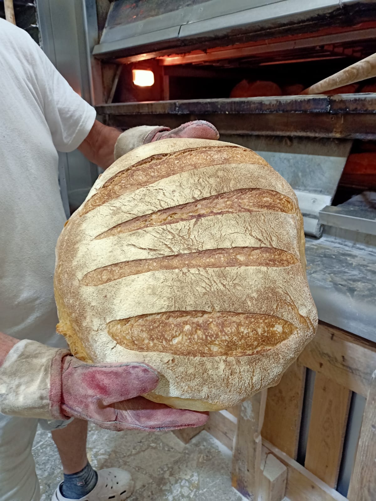 pagnotta