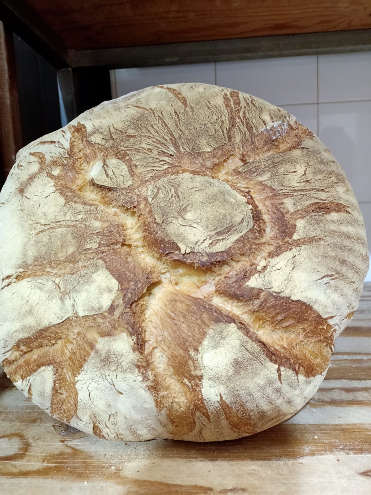 Pagnotta